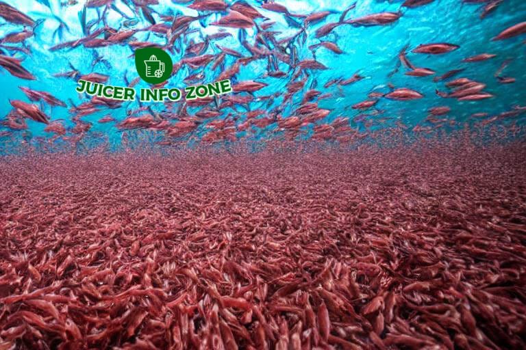 a school of krill swimming in a stream